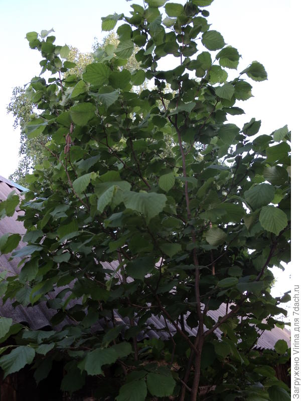 лещина старшая, дикарь