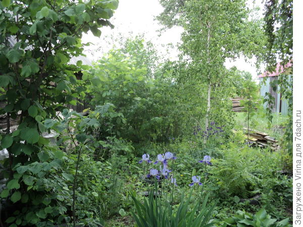 вдали лещина сорта Тамбовский ранний, на переднем плане - дикарь