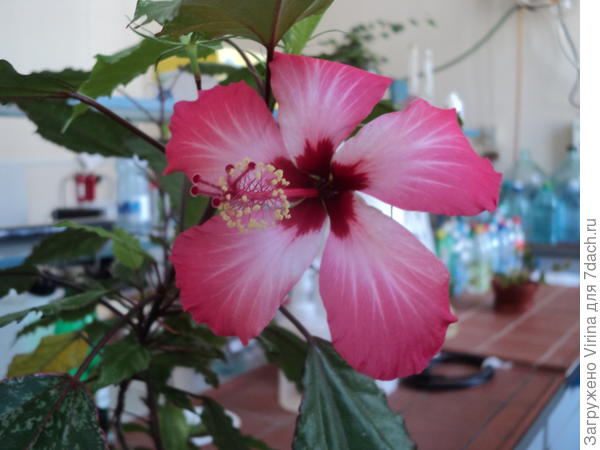 гибискус