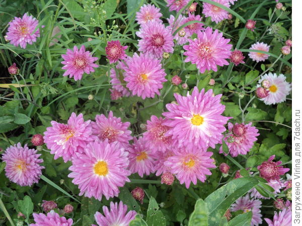 розовая, сажалась как однолетка