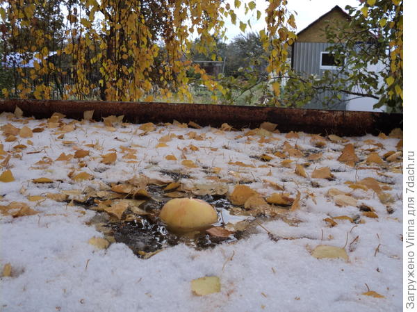 последнее яблочко этого года