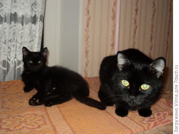 А мы, Дашка и Мошка, местечко нагрели... Закусишь - приходи в компанию