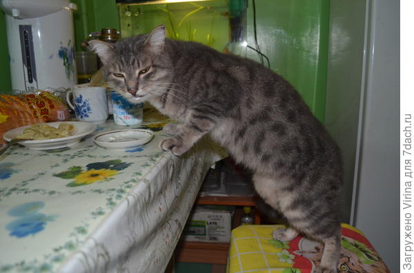 Витас, а я, Мурзик, с тобой сметанкой поделюсь. Присоединяйся...