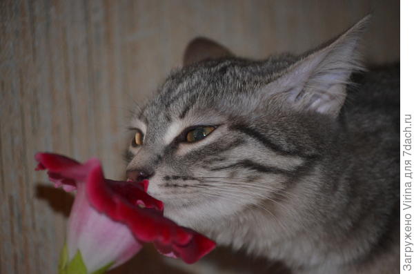 Я, Василиса, тебе цветочек подарю... Мне хозяйка презентовала. на мой день рождения (13 ноября мне три года стукнуло)