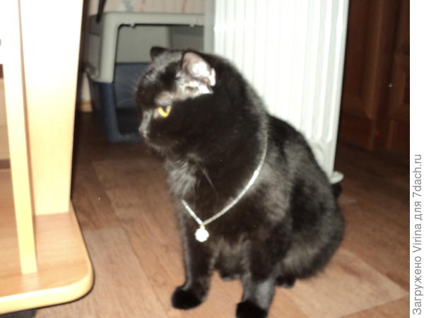 Дарья Вторая... Королевишна