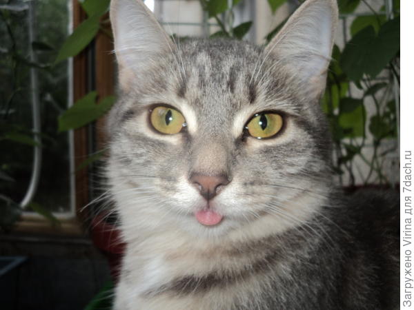 Василиска, любительница цветов