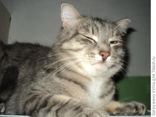 Мурзик, отдыхает на холодильнике