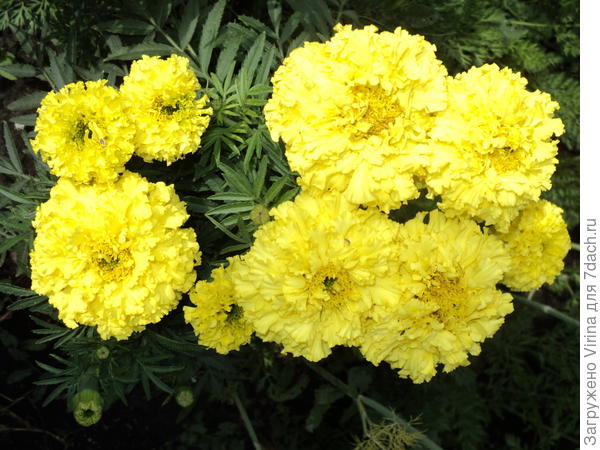 букет для Кати