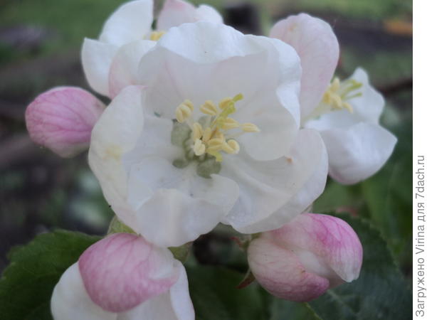 Оля, это тебе...