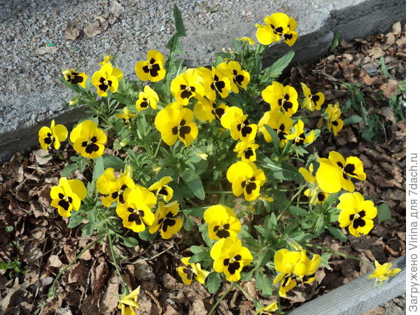 и скромный букетик в подарок