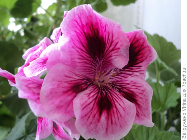 Геранька в подарок