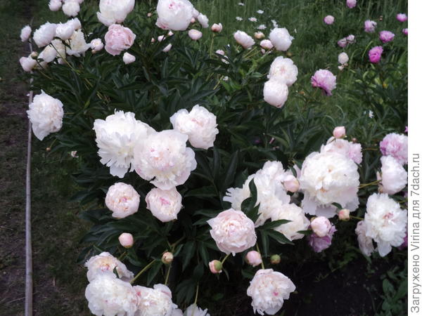 Скромный букет пионов  в подарок...