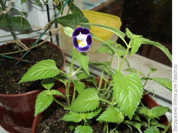 Вот такя,например, торения Блуэндвайт