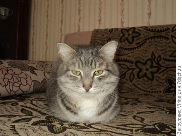 Внимательно смотрю...