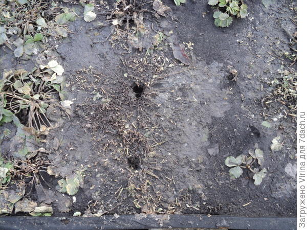 Два кустика лапчатки, поменьше