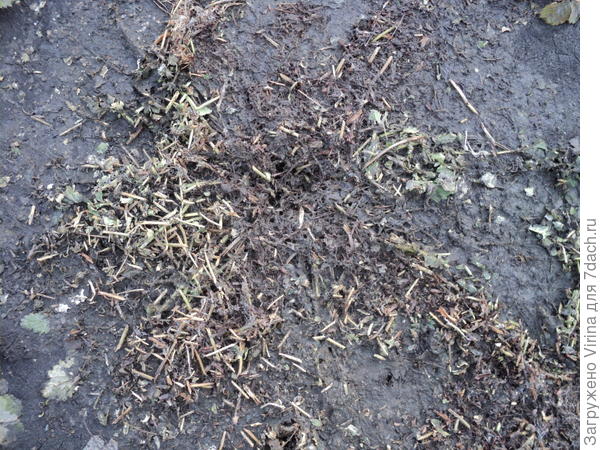 А это останки того самого, пышного и красивого сорнячка, который мечтал переселится на клумбу с южной стороны теплицы. Пересаживать нечего...