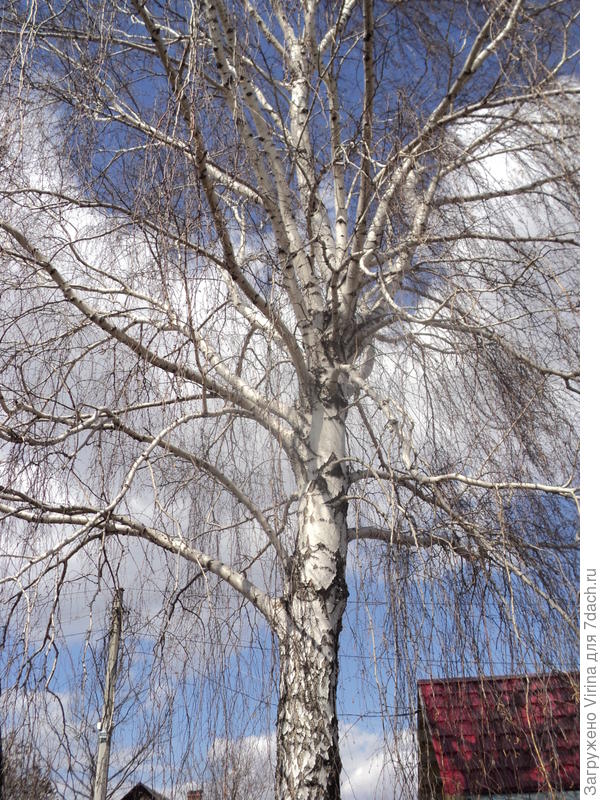 и такая бывает... рано весной