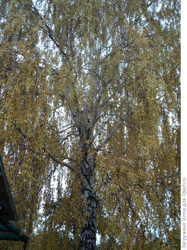 а вот такая осенью...