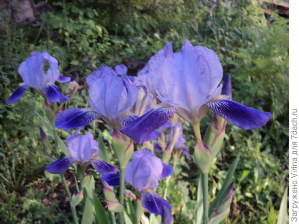 Света! С днем рождения!