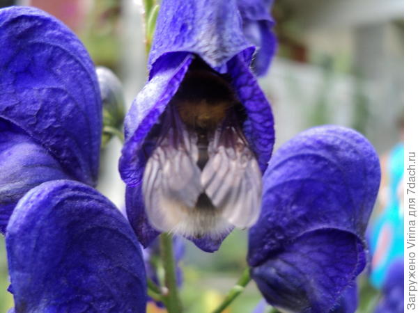 Трудолюбивый товарищ