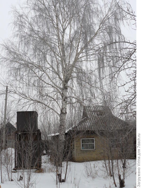 Березка выросла. Красавица