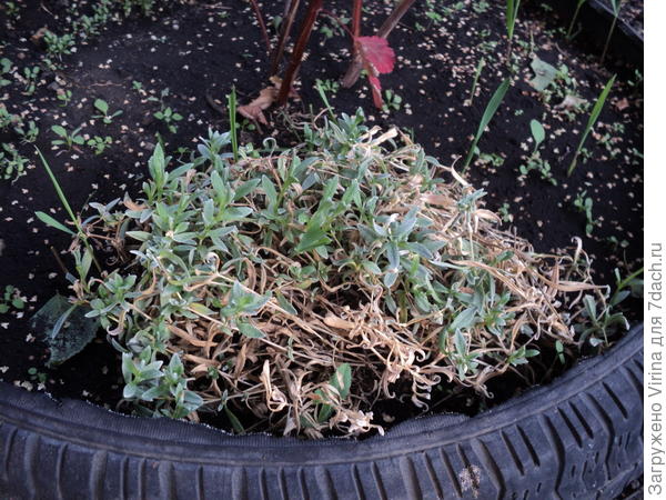 На первом плане - кустик, подаренный мне сотрудницей, а слева вверху рядочек - мои июльские посадки