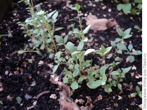 Это на другой клумбе, тоже июльская из семян