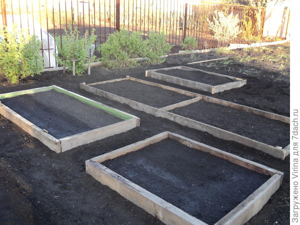 Вот она, цветет на заднем плане, последний куст в ряду ))) Фотка прошлогодняя