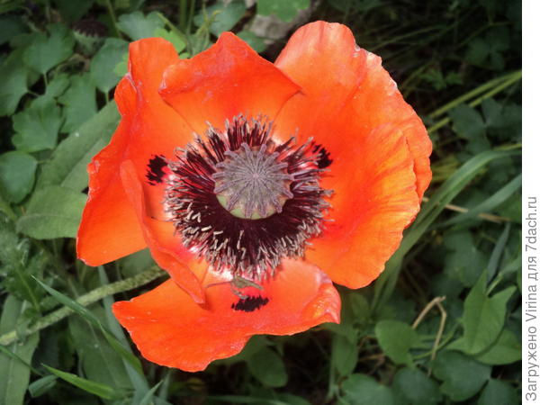 Мои маки огненного цвета