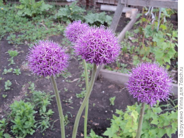 И, наконец, зацвел 27.05.17