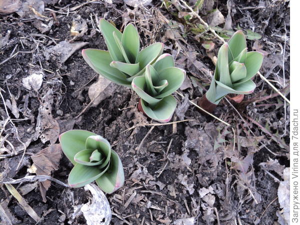 Вылупился ))) 20.04.17