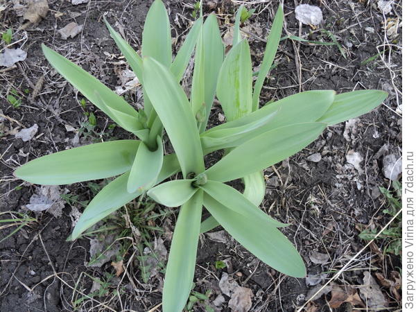 Подрос 29.04.17