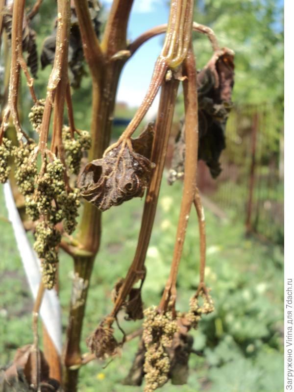 ... и вот так (((