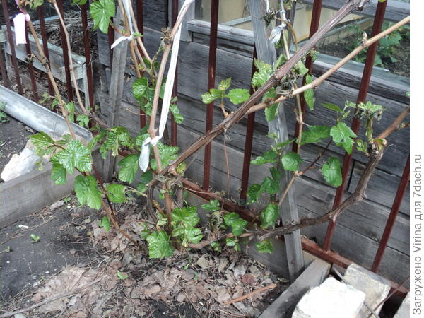 Одмн виногрда все же жив постле заморозка 29 мая. Радость...