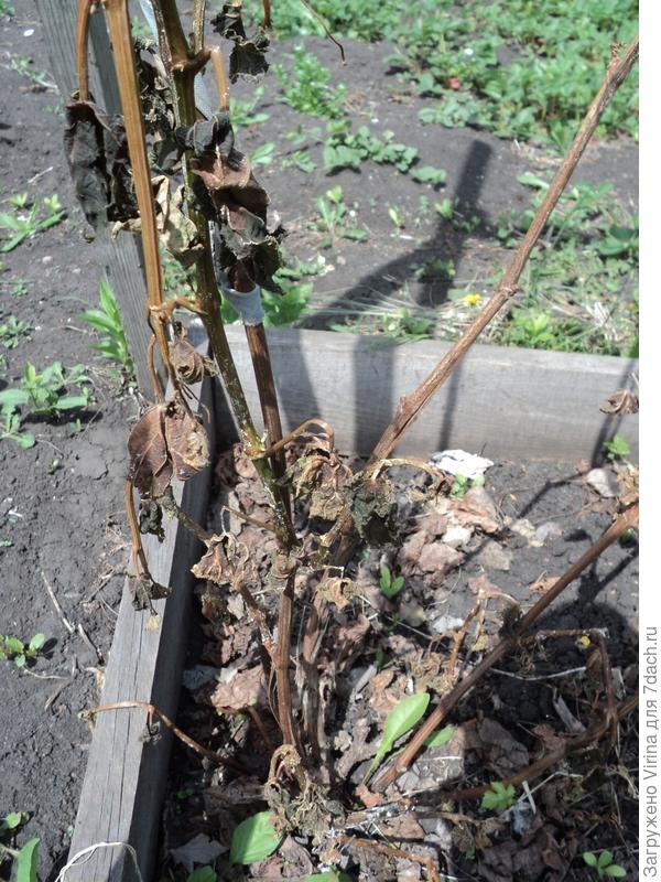 а остальное вот так выглядит, единственный живой росточек где-то там, внизу...