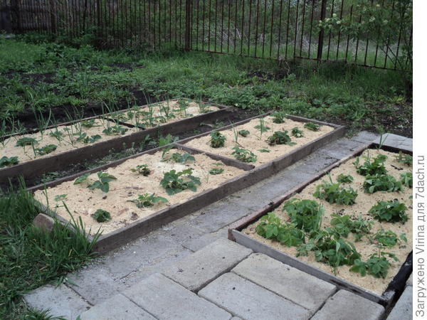 клубника