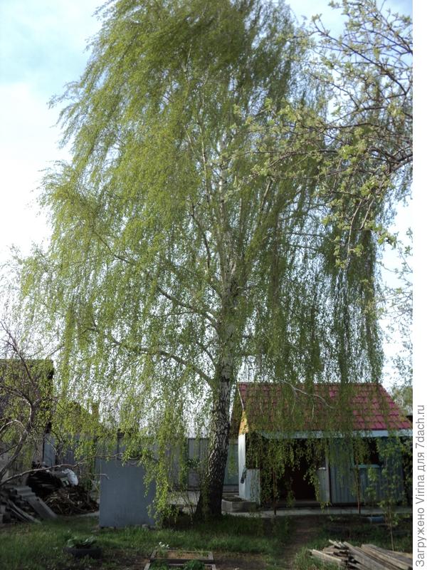 березка