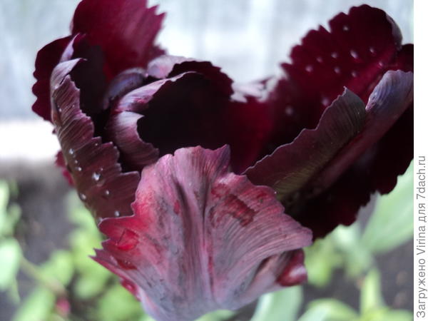 вот, это тоже был кто-то то ли &quot;найт&quot;, то ли &quot;блэк&quot;..... Жаль в этом году не зацвел