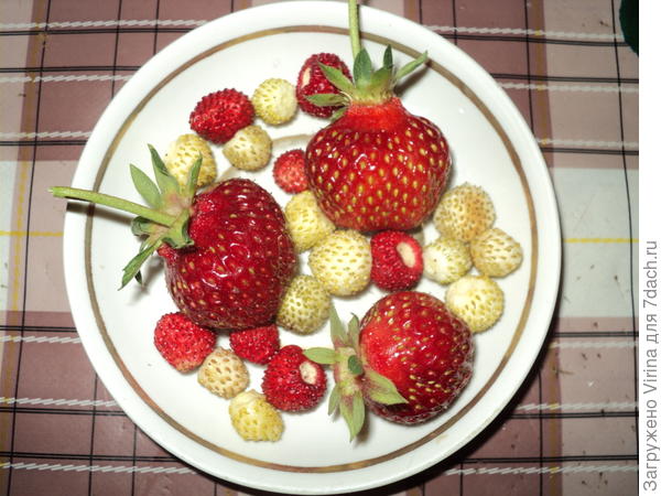 первый урожай землиники в этом году