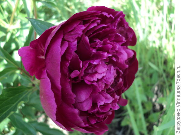 Красный, матушкин... В этом году на кусте более десятка цветков