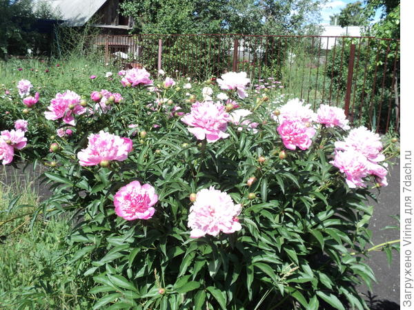 &quot;розовый&quot; куст и яркое солнце