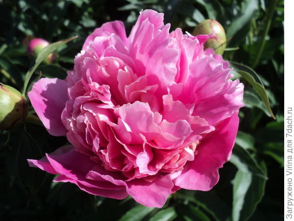 Розовый, его аромат привлекает не только пчел...