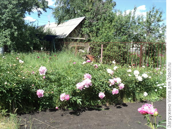 Пионовое море, пионовый берег...