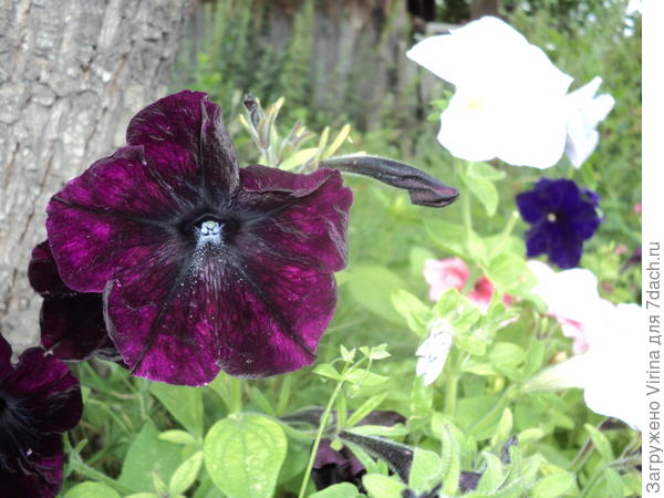 и эта тоже черная...