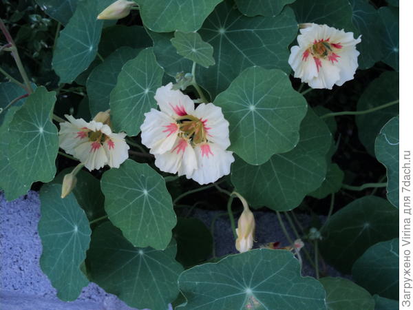 а вот персиковая