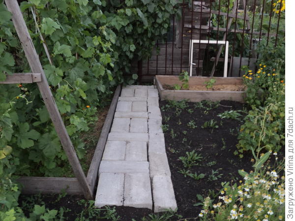 дорожка к винограднику
