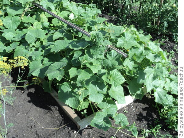 Бушевали огурцы... бушевали...