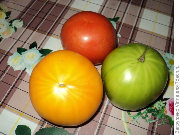 помидорный светофорчик