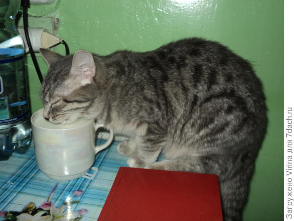 Присоединяйся, Витас, выпьем вместе!