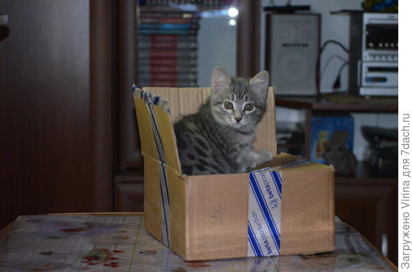 и я, как Рыжик, уже в пути )))